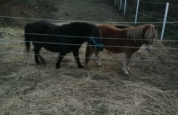 Sprzedam kucyki - Zdjęcie 3