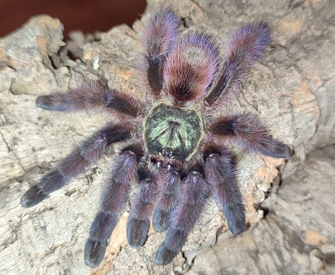 Pająk Ptasznik - Zdjęcie 3