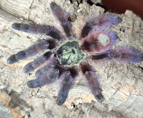 Pająk Ptasznik - Zdjęcie 2