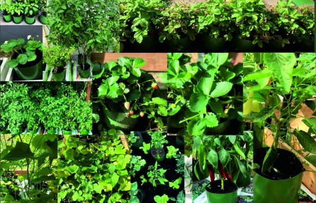 Doniczki spinane do uprawy warzyw w ogrodzie - Zdjęcie 2