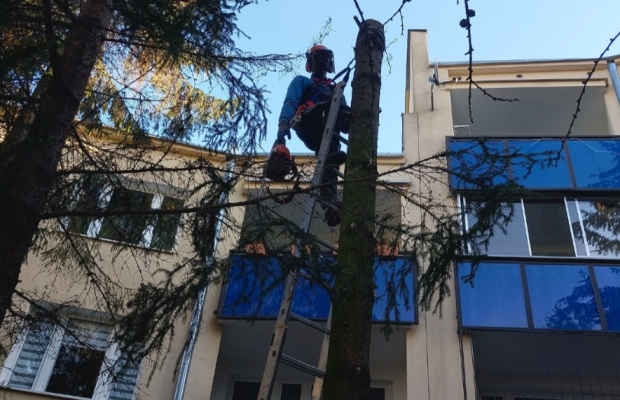 Wycinka drzew - Zdjęcie 2