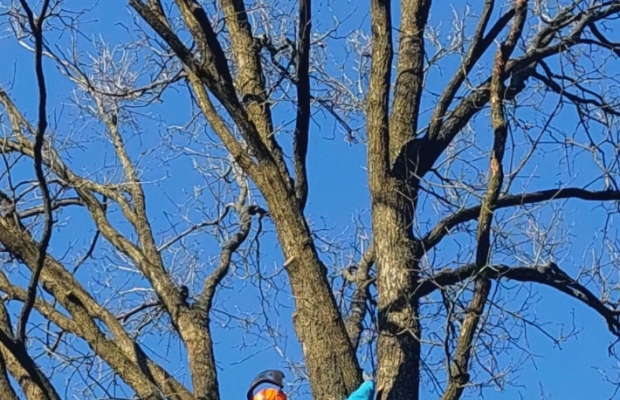 Wycinka drzew - Zdjęcie 3