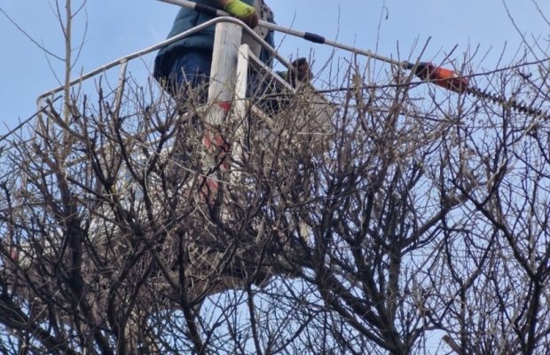 Wycinka drzew - Zdjęcie 1