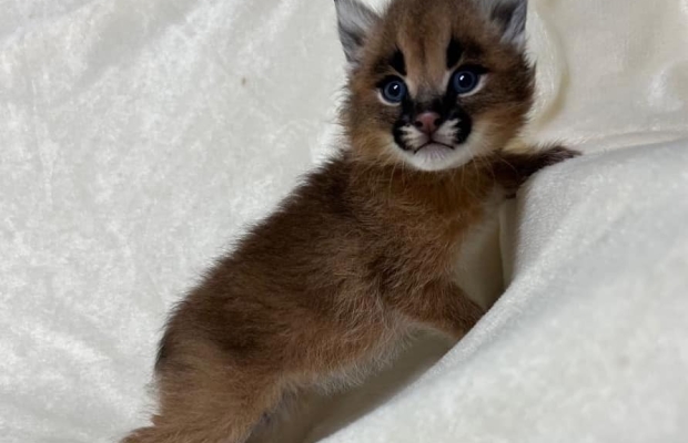 Dostępne młode karakale urodzone w niewoli - Zdjęcie 3