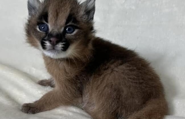 Dostępne młode karakale urodzone w niewoli - Zdjęcie 1