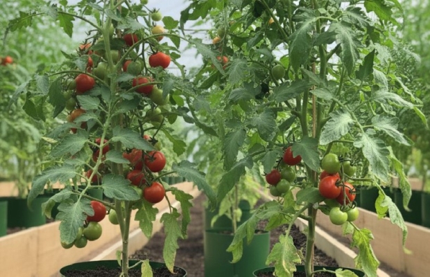 Doniczki Spinane do Rozsad – Chroń Korzenie! Producent doniczkispinane.pl - Zdjęcie 1