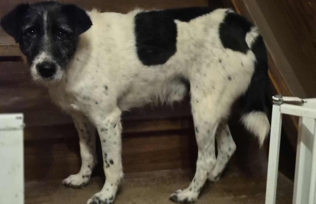 Bruno młody psiak w typie terriera szuka domu! pies psy terrier - Zdjęcie 4