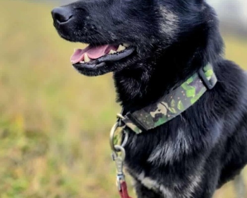 Leon - młody nieduży psiak szuka domu pies psy - Zdjęcie 1