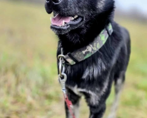 Leon - młody nieduży psiak szuka domu pies psy - Zdjęcie 4