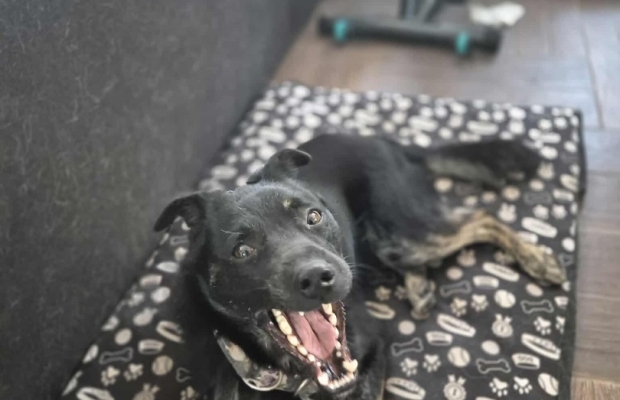 Leon - młody nieduży psiak szuka domu pies psy - Zdjęcie 2