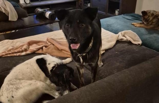 Leon - młody nieduży psiak szuka domu pies psy - Zdjęcie 6