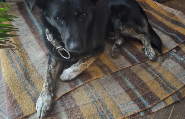 Leon - młody nieduży psiak szuka domu pies psy - Zdjęcie 5