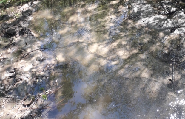 Sprzedam gospodarstwo - Zdjęcie 6