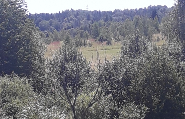 Sprzedam gospodarstwo - Zdjęcie 4