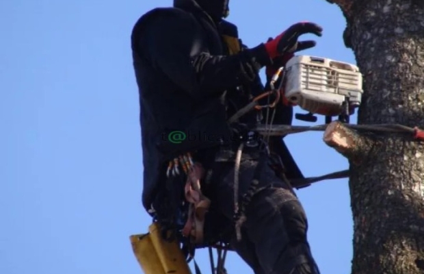 Ścinka sekcyjna drzew - Zdjęcie 1