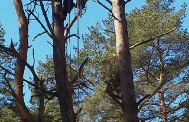 Ścinka sekcyjna drzew - Zdjęcie 4