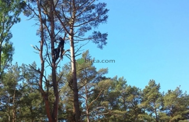 Ścinka sekcyjna drzew - Zdjęcie 4