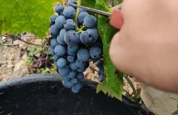 Winobranie 2026 Francja - Zdjęcie 1