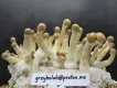 Grzybki McKennaii - 1