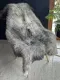 Puszysta skóra owcza Heidschnucke - 5