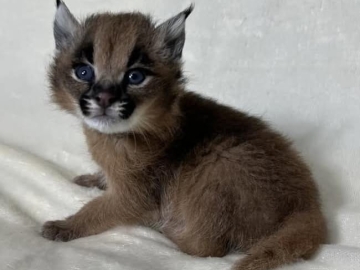 Zdjęcie: Dostępne młode karakale urodzone w niewoli