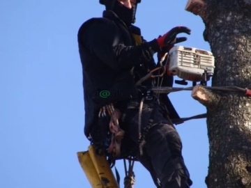 Zdjęcie: Ścinka sekcyjna drzew