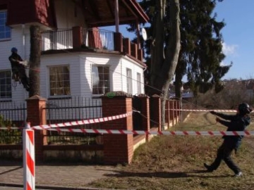 Zdjęcie: Ścinka sekcyjna drzew