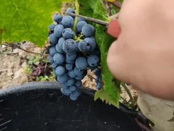 Winobranie 2026 Francja