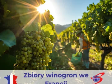 Zdjęcie: WINOBRANIE 2026